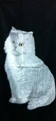 Strandlaken Poes