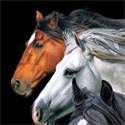 Strandlaken Paard