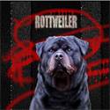 Strandlaken Rotweiler