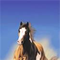 Strandlaken Paard