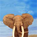 Strandlaken Olifant