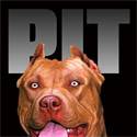 Strandlaken Pitbull