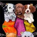 Strandlaken Puppies in socks