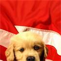 Strandlaken USA Dog
