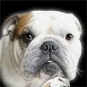 Strandlaken Bulldog