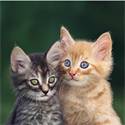 Strandlaken Poes