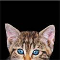 Strandlaken Poes