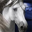Strandlaken Paard