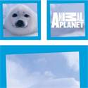 Dekbedovertrek Animal Planet Sea Lion