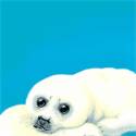 Strandlaken Zeehond