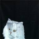 Strandlaken Poes