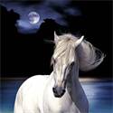 Strandlaken Horse in the night