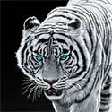 Strandlaken White Tiger