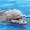 Strandlaken Dolphin Mother