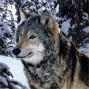 Strandlaken Husky in snow