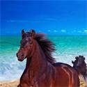 Strandlaken Horse in the sand
